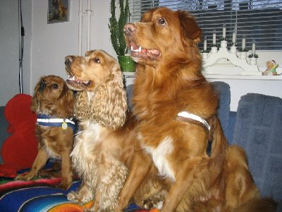Maksi,tino,feenix