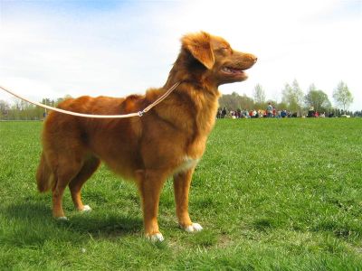 Nova