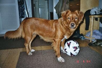 tuuli