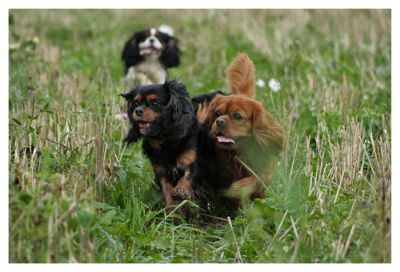 pammy,maksi,ossi